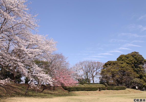 佐倉城址公園(春)